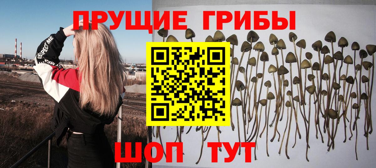 Псилоцибиновые грибы мухоморы Воркута